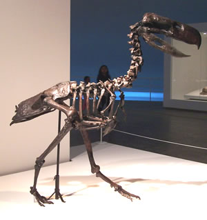 Esqueleto do Paraphysornis brasiliensis