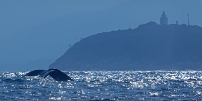 baleia Jubarte no litoral do Rio de Janeiro