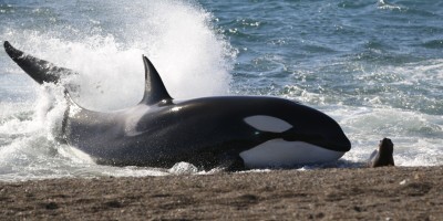Orcas encalham na praia para caçar na Argentina.