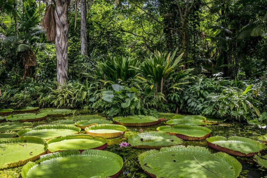 Cruzeiro pelo Rio Amazonas inclui trilha na Floresta Amazônica